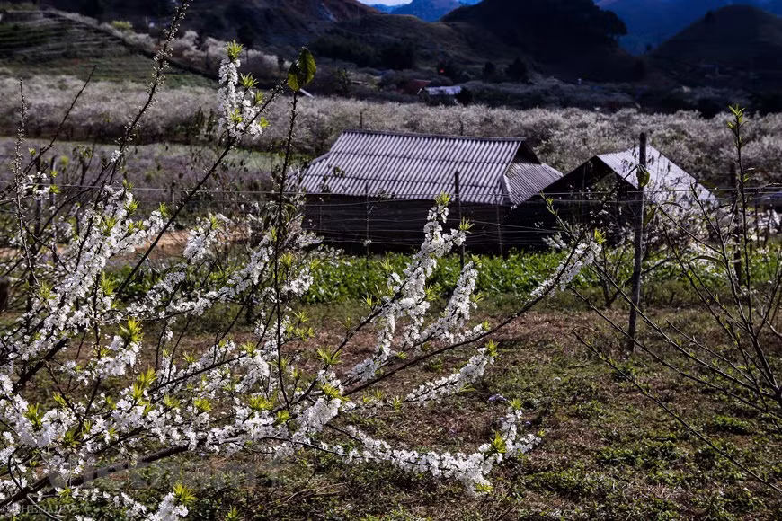Na Ka valley has the most plum trees with over 100ha of clear white blooming flowers. Other locations with a large number of plum blossoms are Phieng Canh Village, Tan Lap Commune, Pa Khen Cluster, Mu Nau Valley, and Long Luong Commune. The plum trees are an attraction now but they were initially planted only on commercial fruit plantations for the locals to harvest and sell plums. The farmers have to look after them carefully in order to have plenty of flowers and plums. Tourists can easily enjoy the scenery and the sea of white plum blossoms while sightseeing from higher positions (Photo: Vietnam+) 