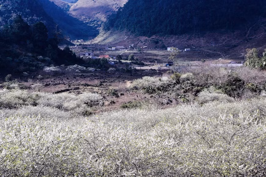 When the Lunar New Year festival comes, Moc Chau plateau in Son La province is covered with plum blossoms, white rapeseed flower, stretching along from the hill sides into H'mong villages.Amid the vast blue sky over the cool, windy plateau, gardens of plum trees show their pure white flowers that cover the small hamlets, on the mountain sides and in the valleys.Early January is a great milestone when Moc Chau is beautifully covered with white plum flower in a vast terrace. It marks the most gorgeous season of plum blossom.Spring is the best time to admire the stunning beauty of Moc Chau Plateau when its mountain slopes are covered with peach flowers(Photo: Vietnam+)