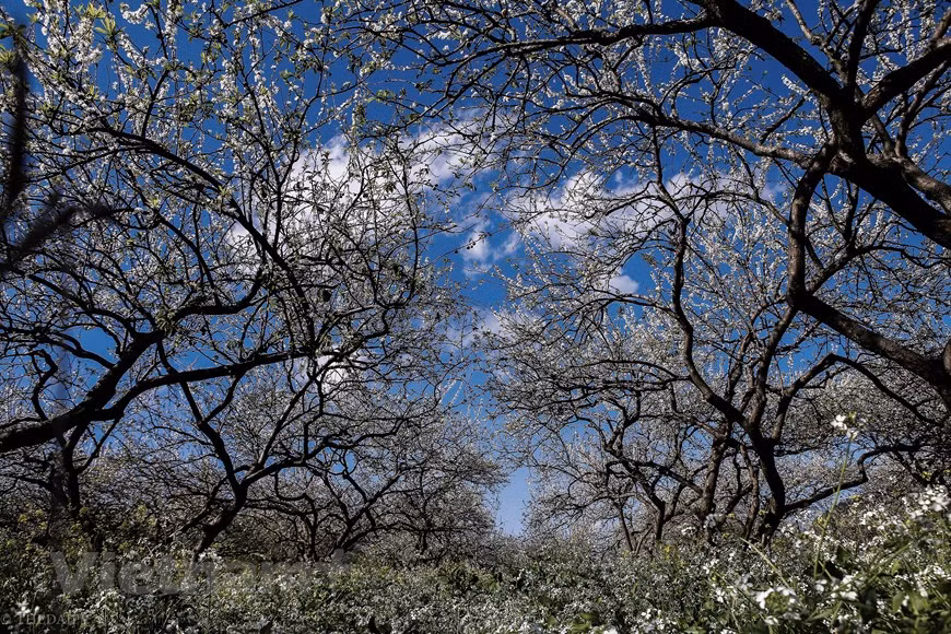 Plum blossom tourism started in 2017. The plum trees are an attraction now but they were initially planted only on commercial fruit plantations for the locals to harvest and sell plums. The farmers have to look after them carefully in order to have plenty of flowers and plums. Tourists can easily enjoy the scenery and the sea of white plum blossoms while sightseeing from higher positions. Na Ka valley has the most plum trees with over 100 hectares of clear white blooming flowers. Other locations with a large number of plum blossoms are Phieng Canh Village, Tan Lap Commune, Pa Khen Cluster, Mu Nau Valley, and Long Luong Commune (Photo: Vietnam+)
