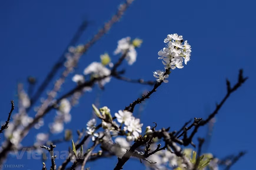 Na Ka valley has the most plum trees with over 100 hectares of clear white blooming flowers. Other locations with a large number of plum blossoms are Phieng Canh Village, Tan Lap Commune, Pa Khen Cluster, Mu Nau Valley, and Long Luong Commune. The misty cold in the mountain helps highlight the beauty of the flowers. From the middle of January to the end of February, plum blossoms clothe the entire Na Ka valley in white, which is gradually dyed shades of plum until mid-April, when the harvest season offers visitors the experience of picking and tasting juicy plums fresh off the tree (Photo: Vietnam+) 