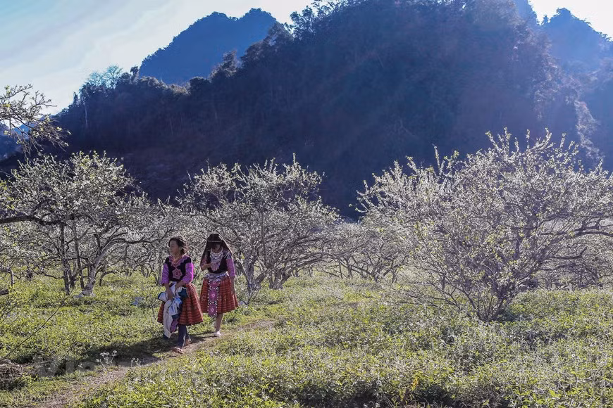 After chill winter days, when it becomes warmer, plum trees in Moc Chau started to blossom, creating a romantic scenery. The plum trees are an attraction now but they were initially planted only on commercial fruit plantations for the locals to harvest and sell plums. The farmers have to look after them carefully in order to have plenty of flowers and plums. Tourists can easily enjoy the scenery and the sea of white plum blossoms while sightseeing from higher positions. Visitors to Moc Chau Highland in Son La Province are attracted by the beauty of the white plum blossoms in the wild (Photo: Vietnam+)