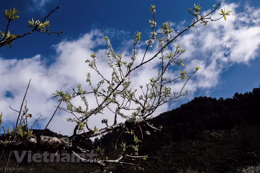 The plum flowers often bloom since January to early February. Plum blossom tourism started in 2017. Visitors to Moc Chau Highland in Son La Province are attracted by the beauty of the white plum blossoms in the wild. The plum trees are an attraction now but they were initially planted only on commercial fruit plantations for the locals to harvest and sell plums. The farmers have to look after them carefully in order to have plenty of flowers and plums. Tourists can easily enjoy the scenery and the sea of white plum blossoms while sightseeing from higher positions (Photo: Vietnam+)