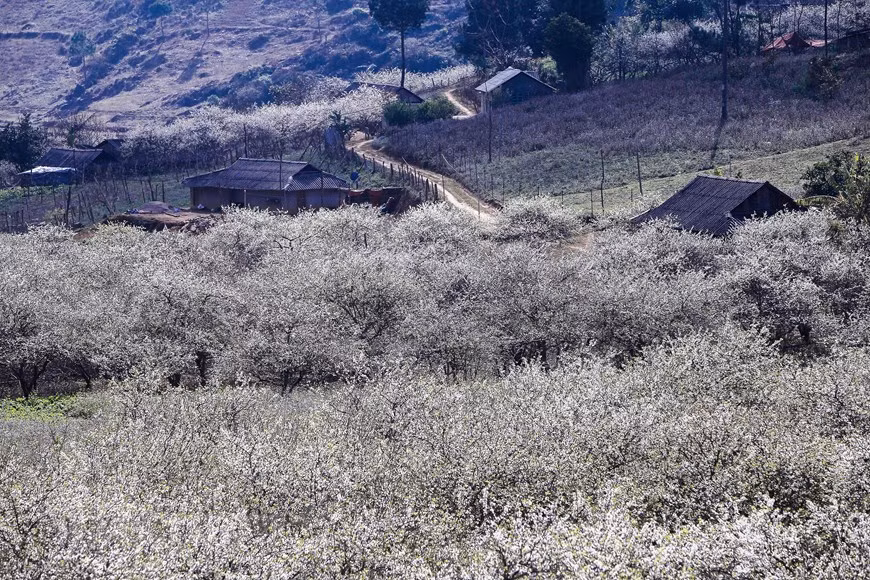 After chill winter days, when it becomes warmer, plum trees in Moc Chau started to blossom, creating a romantic scenery. The plum trees are an attraction now but they were initially planted only on commercial fruit plantations for the locals to harvest and sell plums. The farmers have to look after them carefully in order to have plenty of flowers and plums. The plum flowers often bloom since January to early February. The misty cold in the mountain helps highlight the beauty of the flowers. Na Ka valley has the most plum trees with over 100ha of clear white blooming flowers (Photo: Vietnam+)