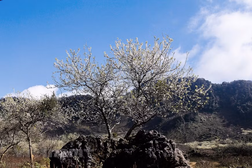 After chill winter days, when it becomes warmer, plum trees in Moc Chau started to blossom, creating a romantic scenery.Tourists can easily enjoy the scenery and the sea of white plum blossoms while sightseeing from higher positions. Spring is the best time to admire the stunning beauty of Moc Chau Plateau when its mountain slopes are covered with peach flowers. During the second lunar month, when the spring sun begins to chase away the cold winter, plum buds begin to blossom creating an elegant and fragile beauty on the plateau. The plum flowers often bloom since January to early February (Photo: Vietnam+)