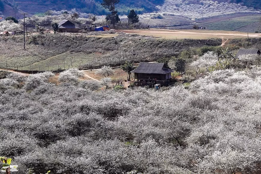 Spring is the best time to admire the stunning beauty of Moc Chau Plateau when its mountain slopes are covered with peach flowers. During the second lunar month, when the spring sun begins to chase away the cold winter, plum buds begin to blossom creating an elegant and fragile beauty on the plateau.The plum blossoms in Moc Chau Plateau linger just two or three weeks before giving way to small red fruits.The white plum blossom is now covering many hills and valleys in Moc Chau plateau. Visitors can see plum blossoms everywhere, on roads, from villages to upland fields and along two sides of highways(Photo: Vietnam+)