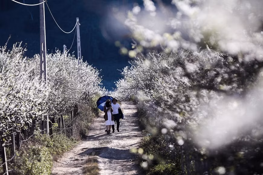 Visitors can see plum blossoms everywhere, on roads, from villages to upland fields and along two sides of highways. Spring is the best time to admire the stunning beauty of Moc Chau Plateau when its mountain slopes are covered with peach flowers. During the second lunar month, when the spring sun begins to chase away the cold winter, plum buds begin to blossom creating an elegant and fragile beauty on the plateau.The plum blossoms in Moc Chau Plateau linger just two or three weeks before giving way to small red fruits. Tourists can easily enjoy the scenery and the sea of white plum blossoms while sightseeing from higher positions(Photo: Vietnam+)