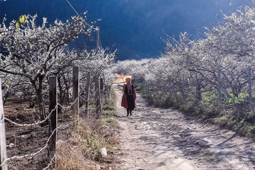 The plum trees are an attraction now but they were initially planted only on commercial fruit plantations for the locals to harvest and sell plums. The farmers have to look after them carefully in order to have plenty of flowers and plums. Tourists can easily enjoy the scenery and the sea of white plum blossoms while sightseeing from higher positions. Visitors to Moc Chau Highland in Son La Province are attracted by the beauty of the white plum blossoms in the wild. The misty cold in the mountain helps highlight the beauty of the flowers. The plum flowers often bloom since January to early February (Photo: Vietnam+)