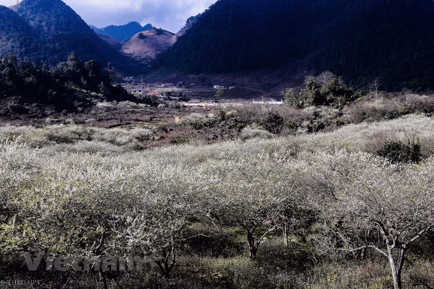 2. 16 kilometers of winding, narrow mountain road takes visitors from the little town of Moc Chau to Na Ka valley, which has long been overlooked because of its distance from the beaten path. But those who make the effort to get there are not disappointed. Na Ka’s awesome mountainscape and white plum blossoms will overwhelm you at the end of the journey. It’s best to visit Na Ka plum valley in the late morning or early afternoon. The early morning fog obscures everything until about 9am, while the sun goes down quickly in the afternoon, taking with it the light needed for perfect photographs (Photo: Vietnam+) 