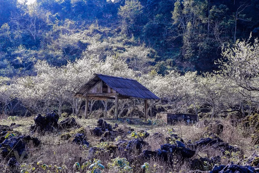 At an altitude of over 1,000 meters, Moc Chau Plateau is in flowered throughout the year. However, Spring is the best time to admire the stunning beauty of Moc Chau Plateau when the white plum blossom cover many hills and valleys in the land making it extremely attractive and lovely. Thanks to the impressive nature, the Moc Chau Plateau in Son La province is considered as one of the most attractive destinations during the upcomming Lunar New Year. In the photo:Moc Chau plateau in Son La province is covered with plum blossoms, white rapeseed flower.Any visitor, who wants to explore such wonderful images, should visit the Moc Chau Plateau during the upcoming Lunar New Year(Photo: Vietnam+)