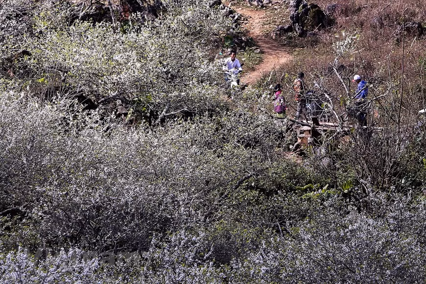 Moc Chau Plateau is in flowered throughout the year. However, Spring is the best time to admire the stunning beauty of Moc Chau Plateau when the white plum blossom cover many hills and valleys in the land making it extremely attractive and lovely. Thanks to the impressive nature, the Moc Chau Plateau in Son La province is considered as one of the most attractive destinations during the upcomming Lunar New Year. Any visitor, who wants to explore such wonderful images, should visit the Moc Chau Plateau during the Lunar New Year. The misty cold in the mountain helps highlight the beauty of the flowers (Photo: Vietnam+)