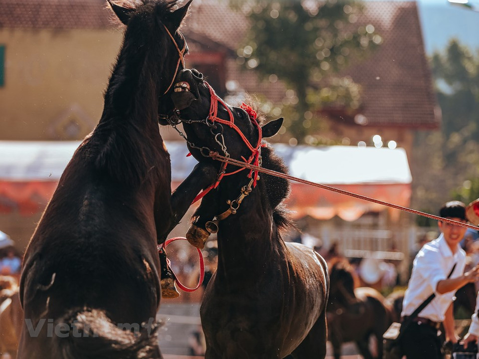 What is unique about the Bac Ha race is that the racing horses are usually used to transport goods to the fields on the high and steep mountains while the jockeys are in actually fact genuine farmers from the ethnic groups of Mong, Tay and Nung. The charm of the horse race in Bac Ha is that this is not a race of professional athletes but a race of farmers and racehorses, which are horse horses. Spectators are treated to spectacular performances where the riders demonstrate their capability and talent for riding horses without saddles or straps. The final round is attended by 33 jockeys from mountainous villages in Lao Cai and some neighbouring provinces. (Photo: Vietnam+)