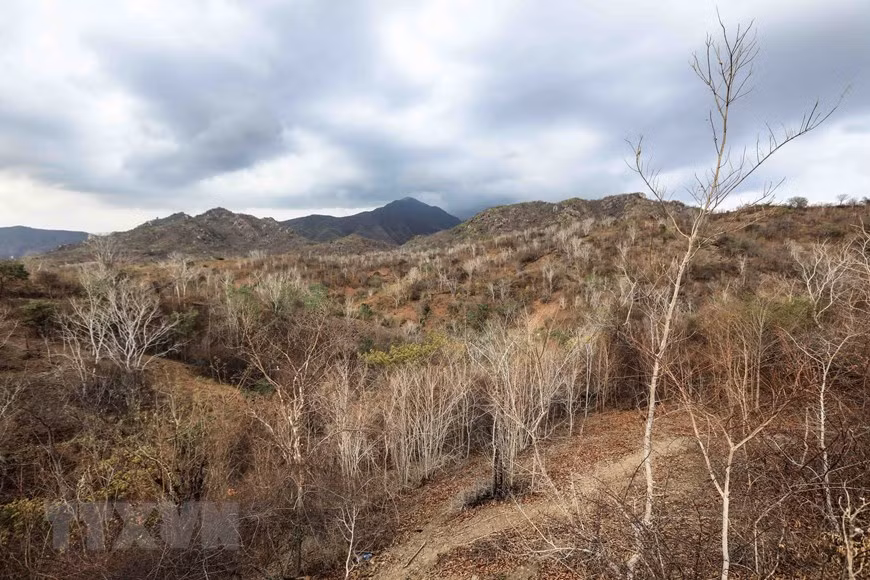 Many forest areas in Ninh Son district dry out during prolonged drought (Photo: VNA)