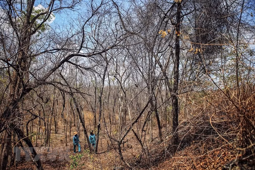 Many forest areas in Ninh Son district dry out during prolonged drought (Photo: VNA)