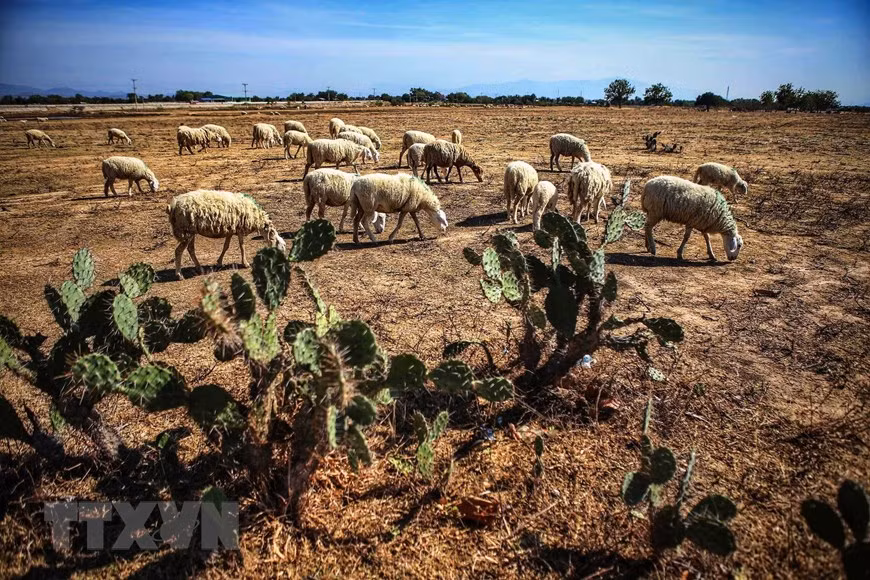 The herd of sheep search for food in the fields of Thuan Nam district (Photo: VNA)