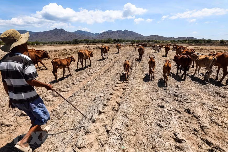 Cattle forage in the deserted arid fields (Photo: VNA)