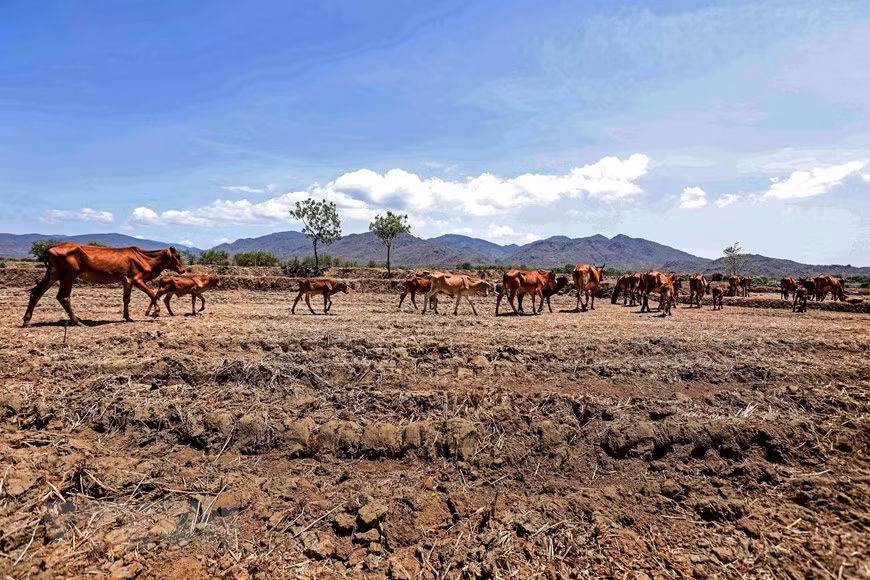 Cattle forage in the deserted arid fields (Photo: VNA)