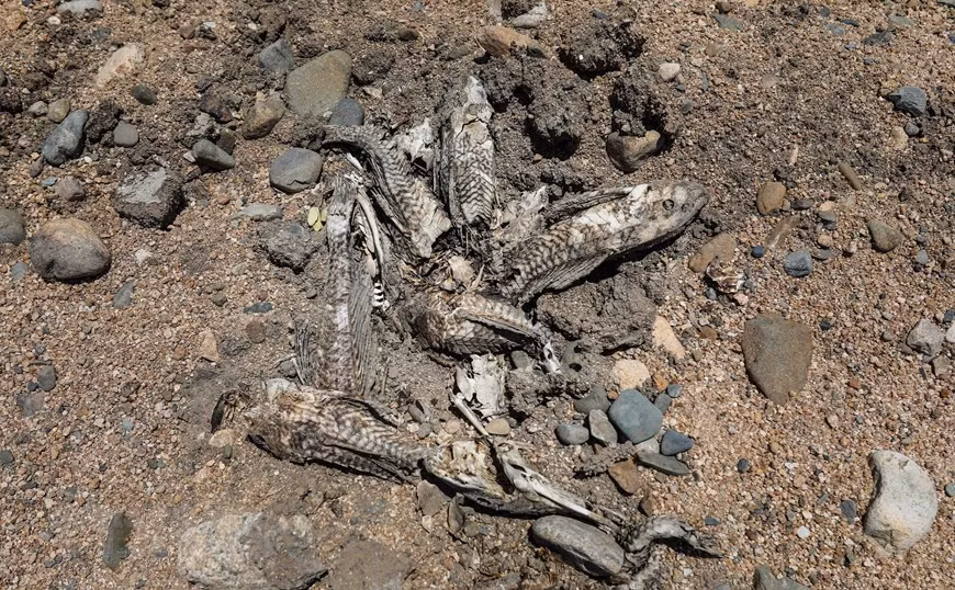 Dead fish on the Lu river, Thuan Nam district (Photo: VNA)