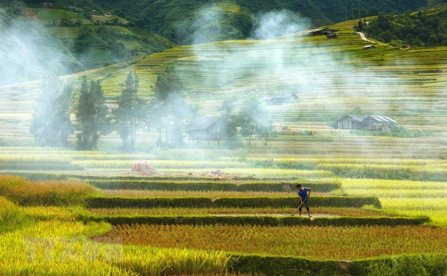 In the ripe rice season, terraced fields look like golden waves winding on the middle of high hills (Photo: VNA)