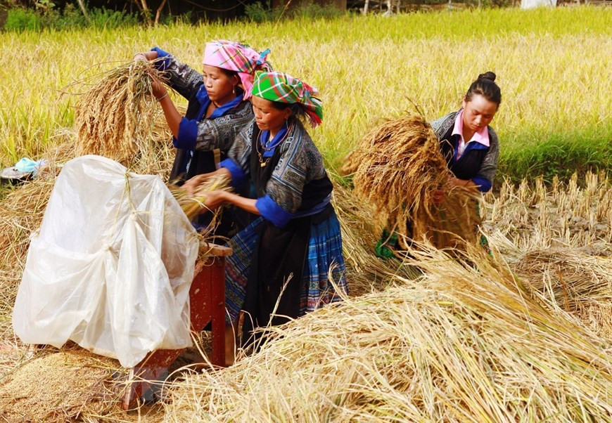 Local people in harvesting season (Photo: VNA)