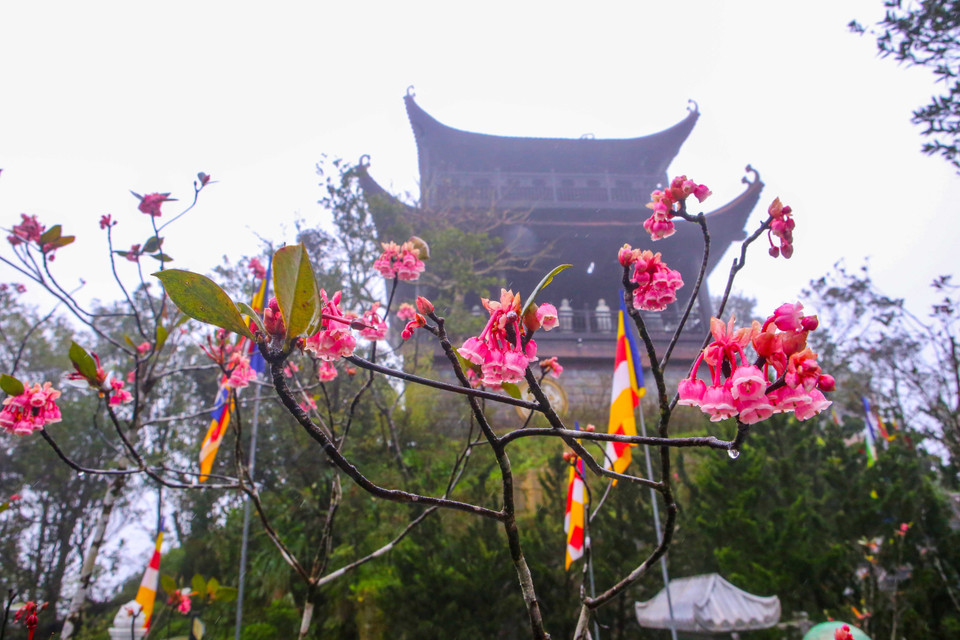 The combination of bell-shaped peach blossoms and the natural landscape at the top of Ba Na Hills creates a mesmerising sight. (Photo: VNA)