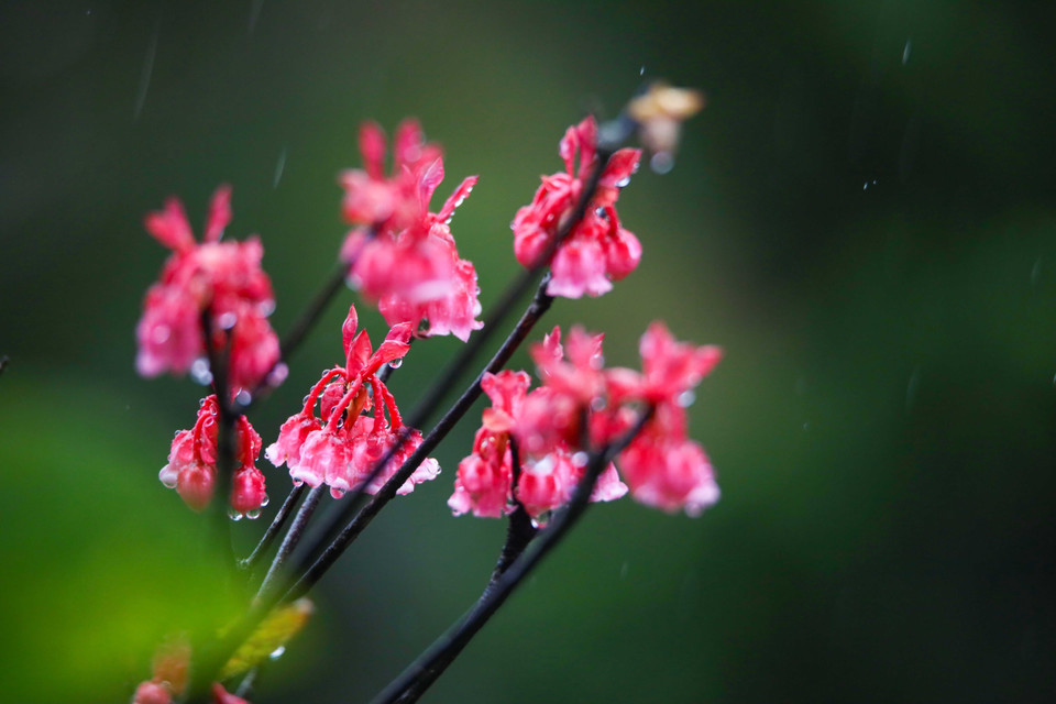 Vibrant red bell-shaped peach blossoms. (Photo: VNA)