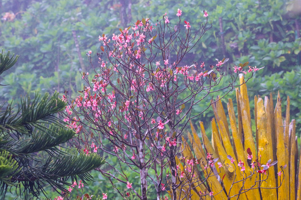 A bell-shaped peach tree showcasing hundreds of flowers resembling lovely little bells. (Photo: VNA)