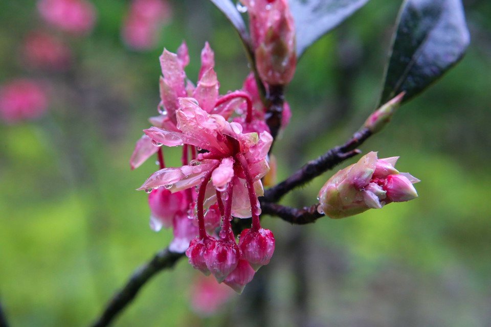 Bell-shaped peach blossom buds before blooming. (Photo: VNA). Local people gave the flower this name due to its resemblance to pink bells hanging delicately from tree branches.