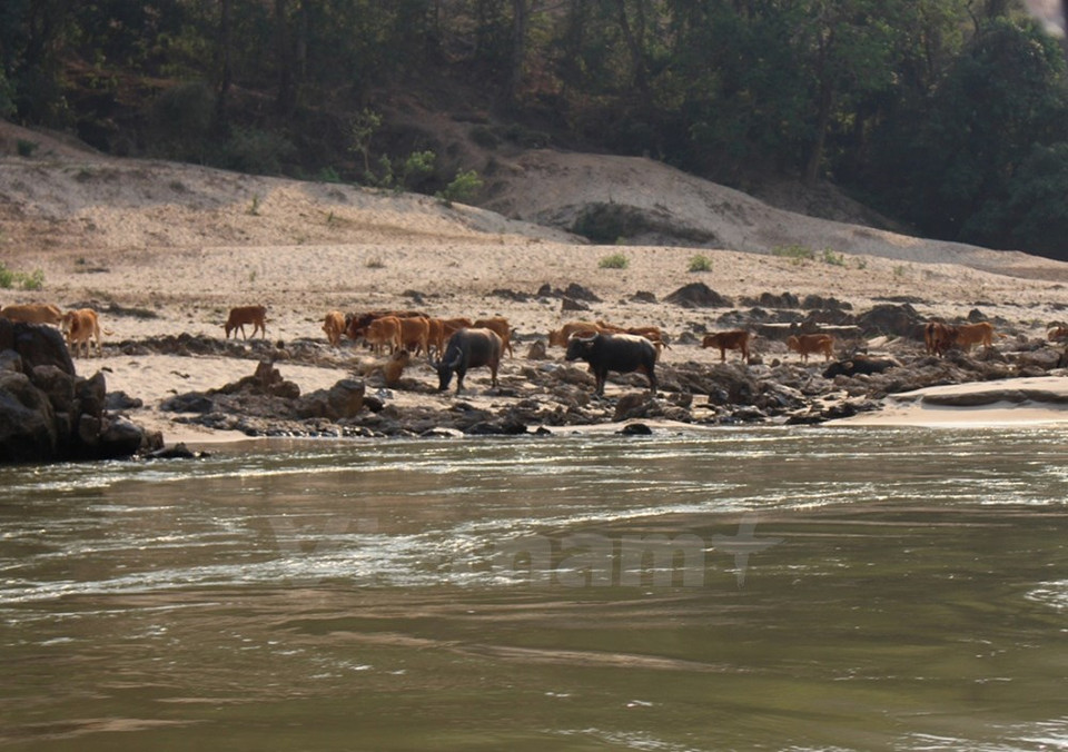 A buffalo herd along the river bank in Laos (Photo: VNA)
