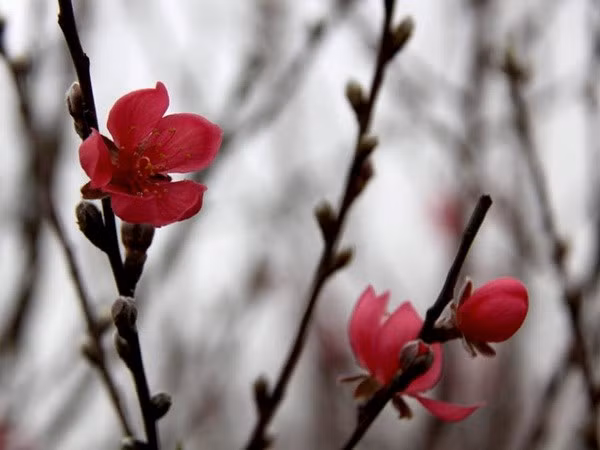 Nhat Tan five-petal rosy peach flowers (Source: VNA)