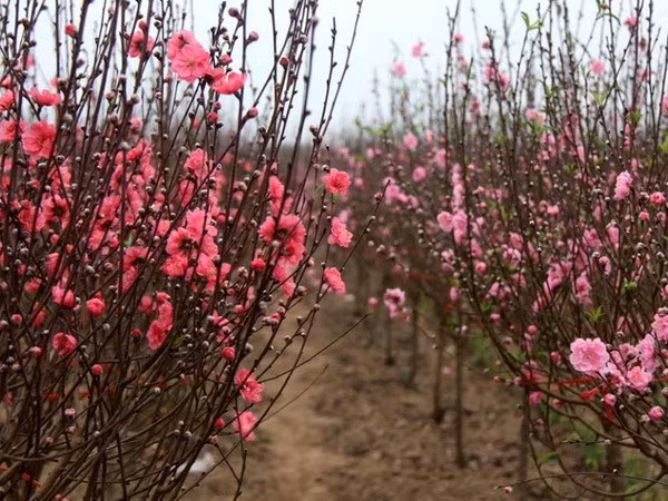 Nhat Tan peach flowers are blooming for Lunar New Year (Tet) festival (Source: VNA) 
