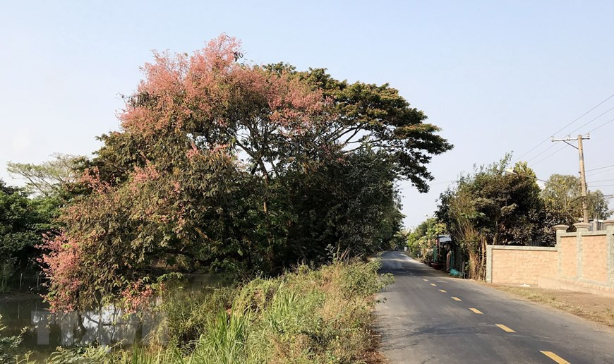 Pink shower blossoms bloom on a rural street in Phu Tan district, An Giang province (Photo: VNA)