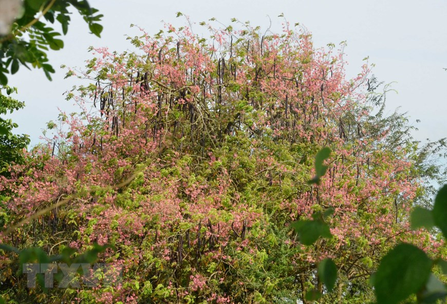 Pink shower blossoms have been grown in An Giang for a very long time (Photo: VNA)