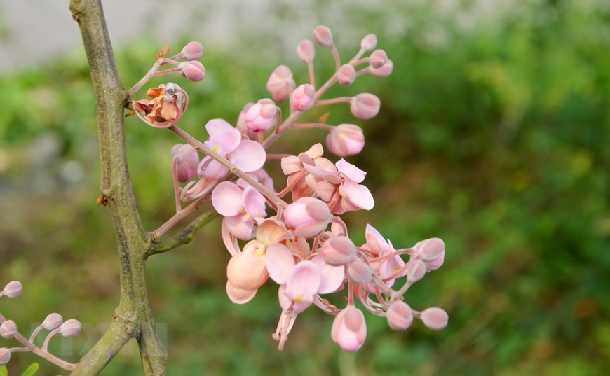 Pink shower blossoms has a pastel pink colour, making them pleasant to look at (Photo: VNA)