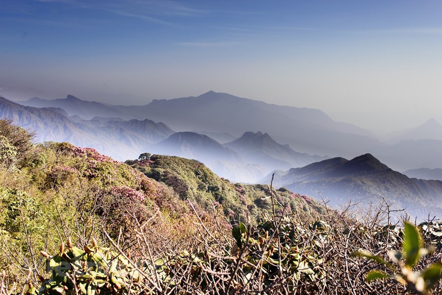 A vast area of azalea blooming in a section of Putaleng trekking path in Hoang Lien Son mountain range, which is over 3,000 metres above sea level. An eastern extension of the Himalayas, Hoang Lien Son Mountain Range was created about a hundred million years ago. At its feet lies various ethnic minorities such as H’Mong, Dzao, Tay, etc. whose traditions and lives merged with these mountains, where the highs and lows have create the signature breathtaking landscapes of North West Vietnam. It is 30km wide and 180km length runs from North West to South West between Lao Cai province and Lai Chau province, even extends to Yen Bai Province in the West (Photo: Mai Mai/Vietnam+)