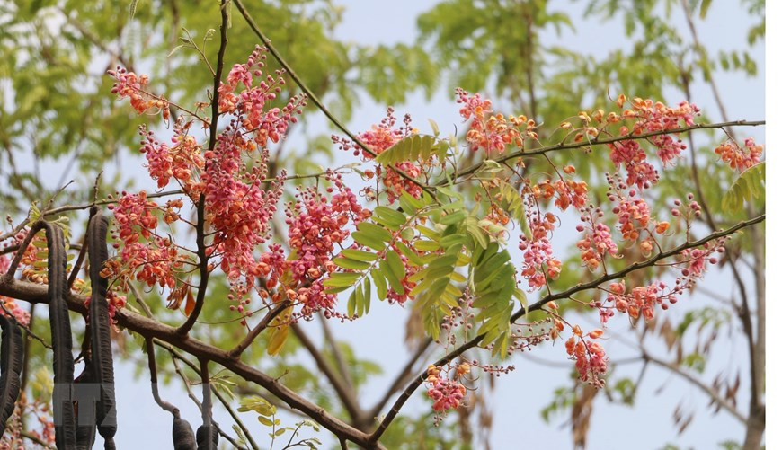 Generations of countrymen from An Giang province have grown up alongside pink shower blossoms (Photo: VNA)