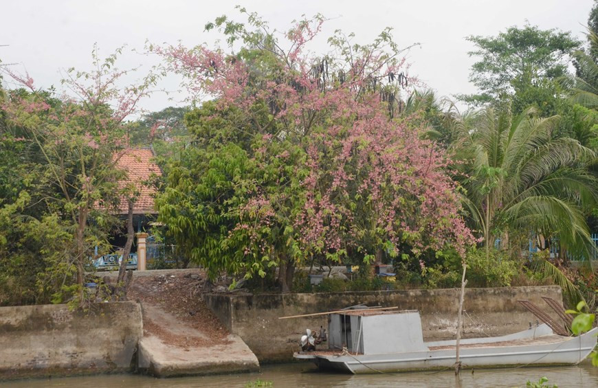 Pink shower blossoms bloom by a river in Phu Binh commune, Phu Tan district (Photo: VNA) 