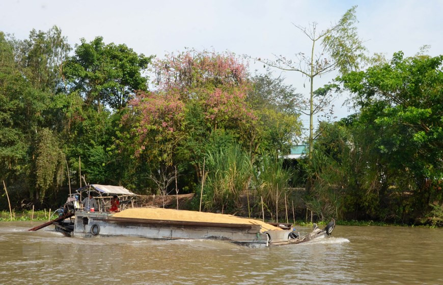 Pink shower blossoms bloom by a river in Phu Binh commune, Phu Tan district (Photo: VNA) 