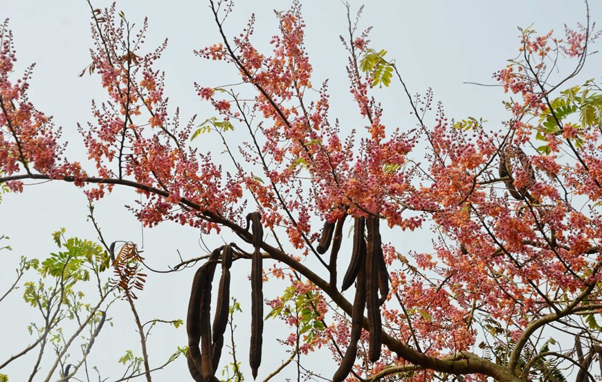 Its long, wood-like fruit capsules bear edible seeds (Photo: VNA)