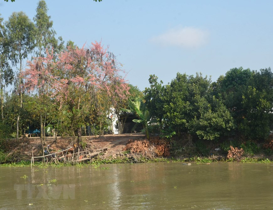 Pink shower blossoms bloom by a river in Phu Binh commune, Phu Tan district (Photo: VNA) 