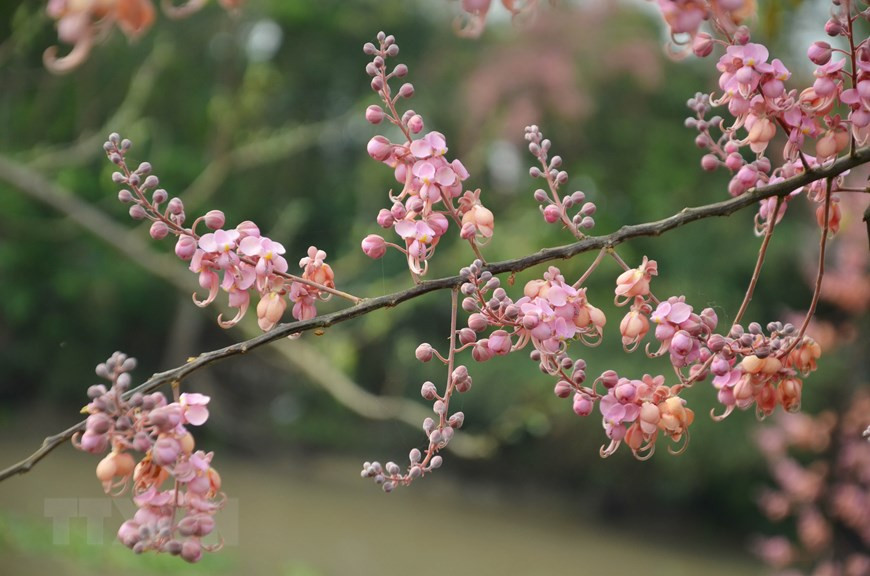 Pink shower blossoms in An Giang province (Photo: VNA)