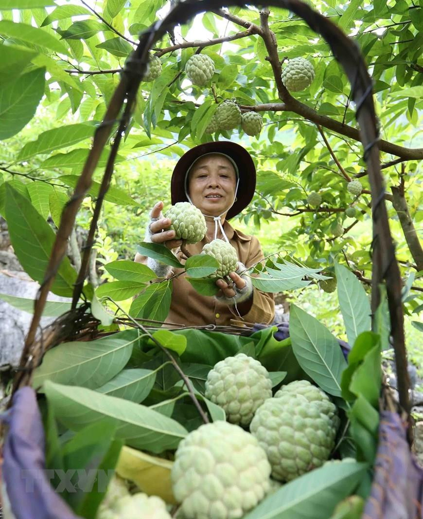 In 2019, Chi Lang district, Lang Son province has 1,600 ha of custard apple trees, of which more than 195 ha are producing under Vietnamese Good Agricultural Practices (VietGAP) and Global GAP, yielding about 16,000 tonnes, bringing home 26 million USD (Photo:VNA)