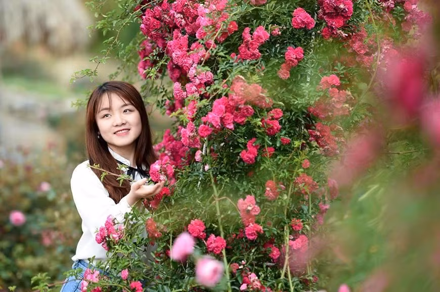 Ancient rose species are another attraction of Sapa (Photo: VNA)