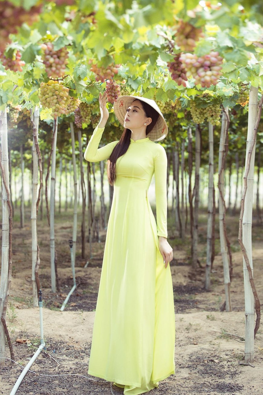 In 2012, Ninh Thuan’s grape varieties were granted geographical indication certification by the National Office of Intellectual Property (Photo: VNA)