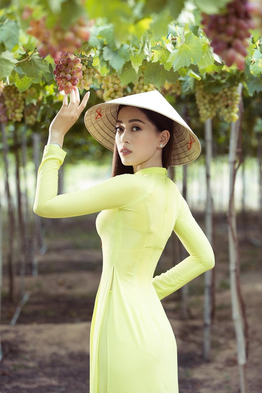 Grapes are a highly valued staple crop in Ninh Thuan, which were first introduced to the province in 1960 (Photo: VNA)