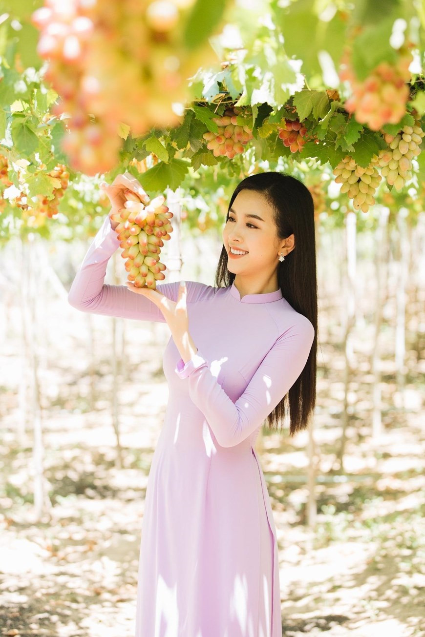 Ninh Thuan is now home to over 1,200 ha of grapes and nearly 200 facilities processing grape products such as wine, jam, and honey (Photo: VNA)