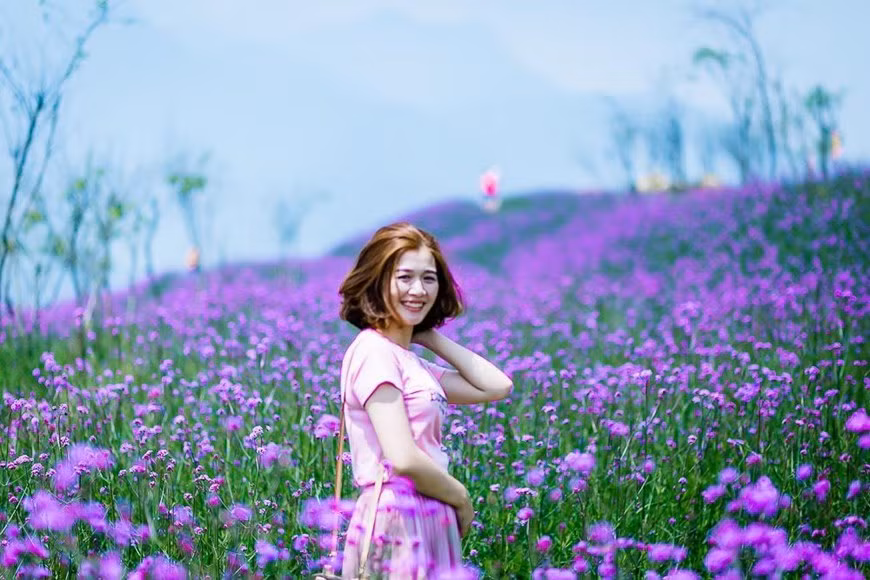 Purple flower field in the Fansipan cable car station area catches people’s attention (Photo: VNA)