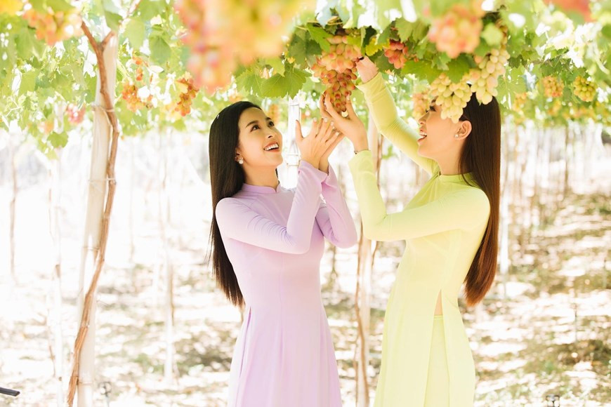 Ninh Thuan province is the grape capital of Vietnam (Photo: VNA)
