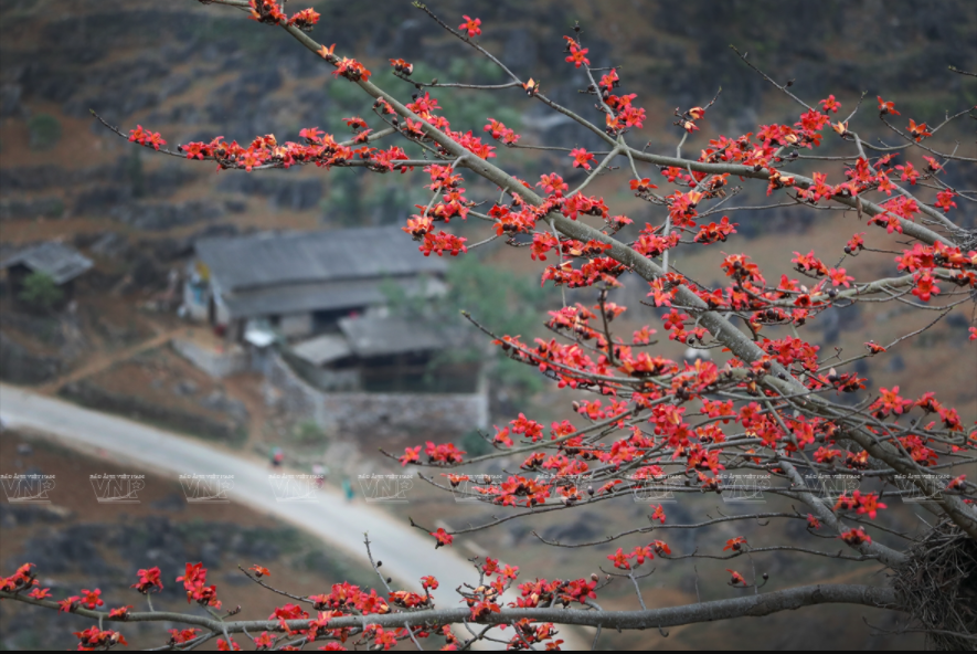 Lying peacefully under canopies of the red silk-cotton flower trees are stilt houses. (Photo: Vietnamplus/VNA)