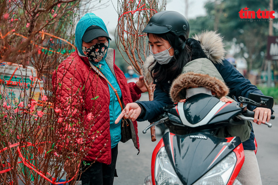 Peach trees cost from 100,000 VND to several million VND depending on the size, shape, and flowers. (Photo: Tin tuc/VNA)