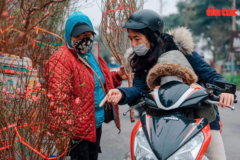 Peach trees cost from 100,000 VND to several million VND depending on the size, shape, and flowers. (Photo: Tin tuc/VNA)